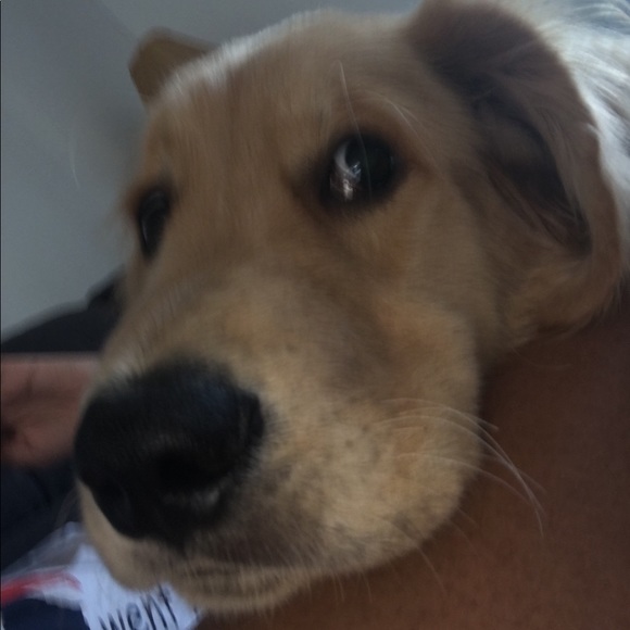 Meet your Posher, Nikita - Picture 1 of 1